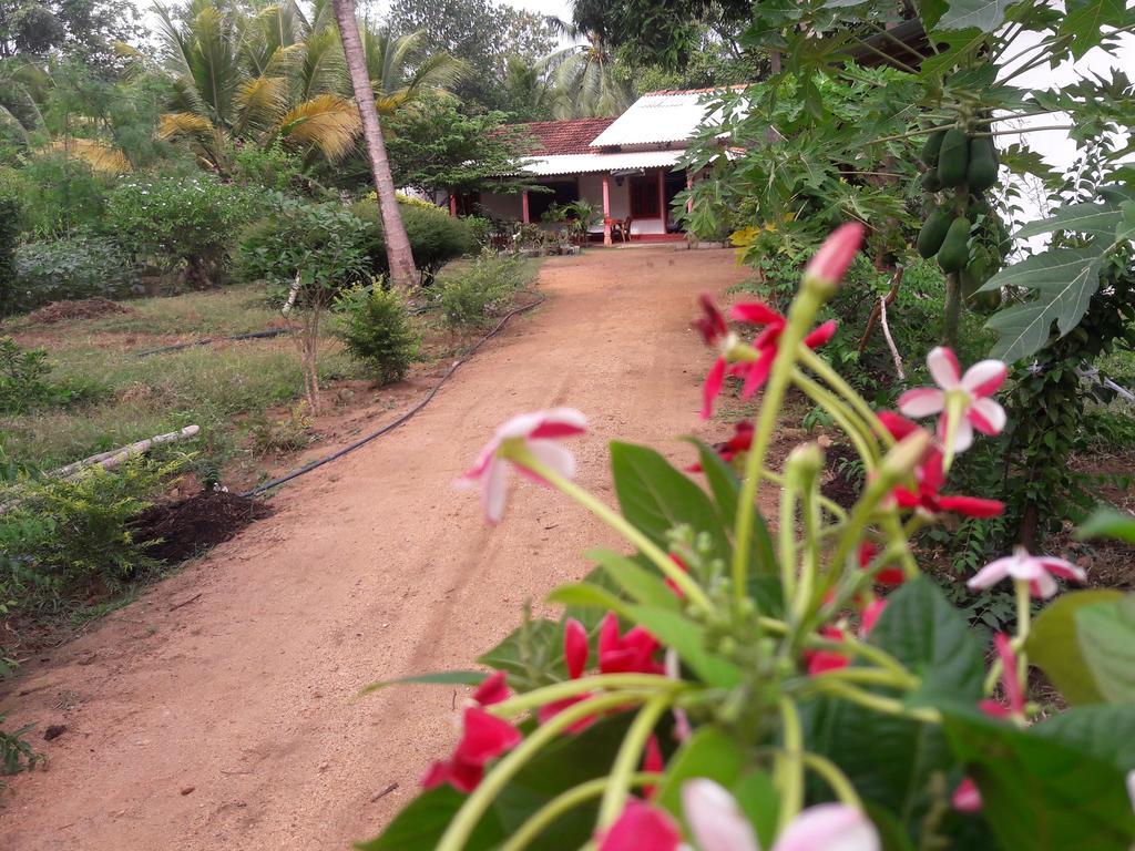 Sigiri Picaso Home Stay Szigirija Szoba fotó