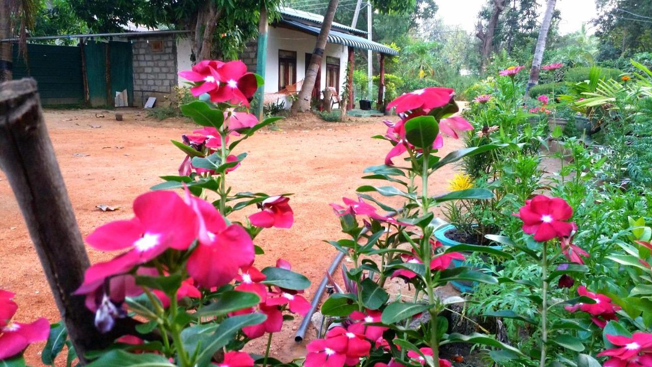 Sigiri Picaso Home Stay Szigirija Kültér fotó